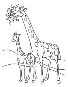 desenhos de girafas para colorir 3