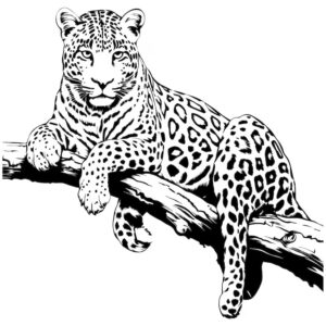 Desenhos de Onça Para colorir 