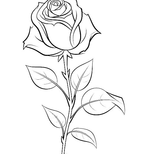 desenhos de rosas para colorir 8
