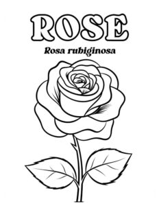 desenhos de rosas para colorir 9